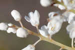 Buckwheat tree <BR>Black titi